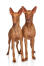 To sunde, unge faraohhunde, der tålmodigt venter på lidt opmærksomhed