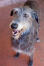 Et nærbillede af en skotsk deerhounds vidunderlige, trådagtige pels
