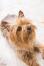 Et nærbillede af en silky terriers smukt lille skæg og spidse ører