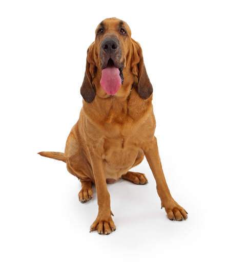 En sund voksen blodhund med smukke lange ører