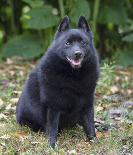 En utrolig lille schipperke sidder og viser sin tykke, bløde, mørke pels frem