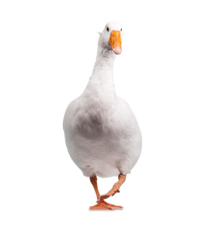 Husholdning eller erhverv Goose på en hvid baggrund