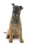 En ung fræk belgisk hyrdehund (malinois) sidder ned