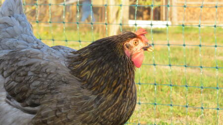 En kylling, der kigger på et Omlet hegn