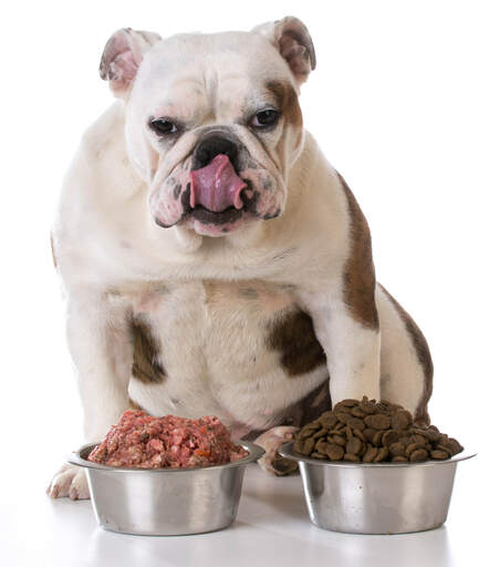 En tyk bulldog, der slikker sig om læberne, mens den beslutter sig for, hvilken mad den skal æde først