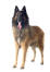 En belgisk hyrdehund (tervueren), der står med tungen udad