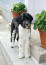 En smuk sort/hvid portugisisk vandhund med utroligt høje ben