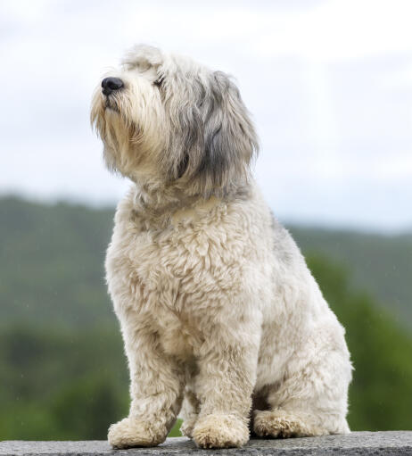 En smuk polsk lowland sheepdog, der nyder landbrisen