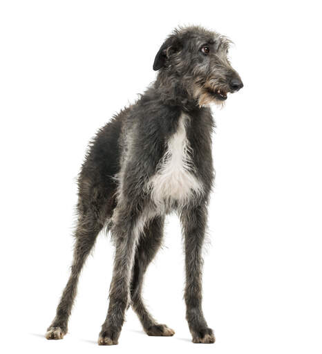 En smuk skotsk deerhound, der står på sine smukke, høje ben