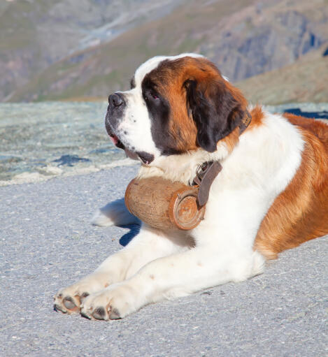 moden spørgeskema Regnbue Sankt Bernards hund | Dog Breeds