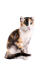 En tricolour american curl kat