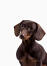 En ung chokoladebrun gravhund med vågne øjne og ører
