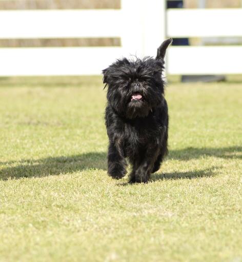 En glad lille affenpinscher, der løber rundt i græsset