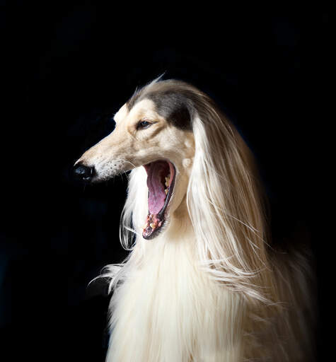 En GorGeous afghansk hund, der viser sin store mund frem