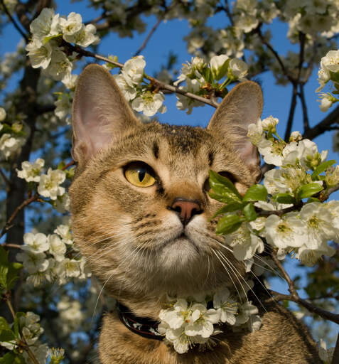 En eventyrlysten pixie bob kat på opdagelse i træerne