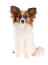 En fluffy papillon med en velplejet pels