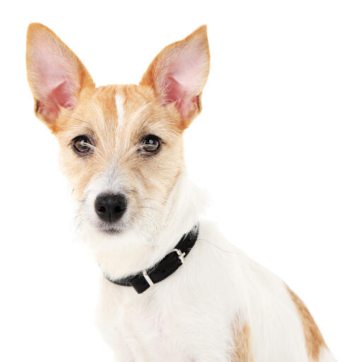 Et nærbillede af en ung voksen jack russell terriers spidse ører