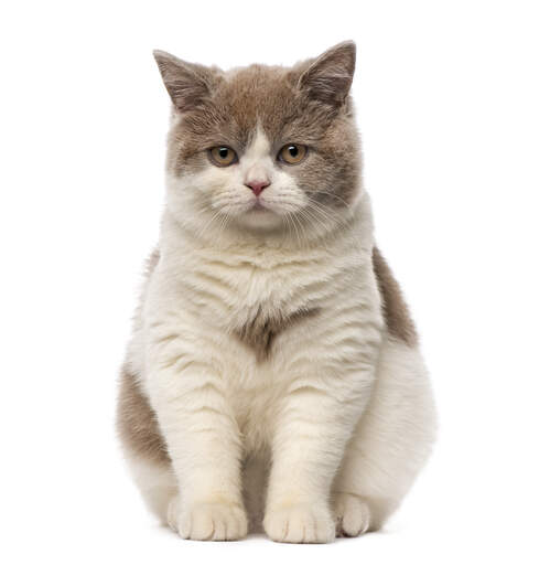 næve Termisk perler Britisk korthår - Bicolour kat | Cat Breeds