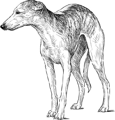 En tegning af en italiensk greyhound