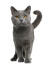En glad chartreux-kat med krøllet hale