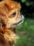 Et nærbillede af pekingeserens smukke, korte næse og tykke, bløde pels