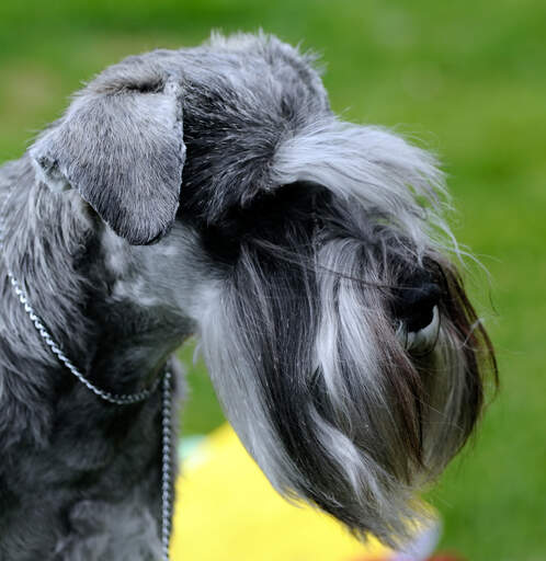 Et nærbillede af en cesky terriers vidunderligt velplejede ansigt