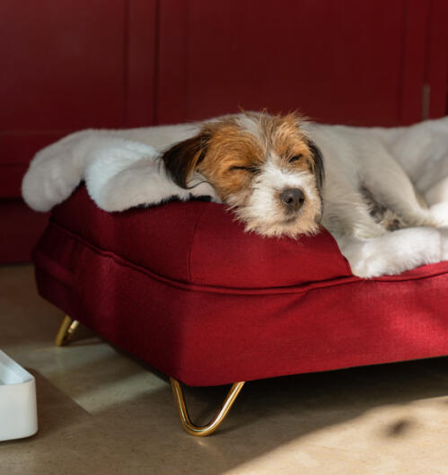 Hund ligger på et hyggeligt tæppe på en rød bolster-seng