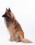 En fantastisk belgisk hyrdehund (tervueren), der sidder ned