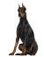 En moden voksen doberman pinscher, der sidder meget højt