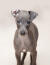En utrolig lille italiensk greyhound hvalp med et øre tilbage