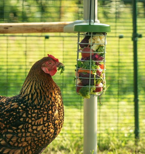 Nærbillede af høne, der spiser grønt fra Caddi peck-legetøj inde i Omlet walk-in løbegård.