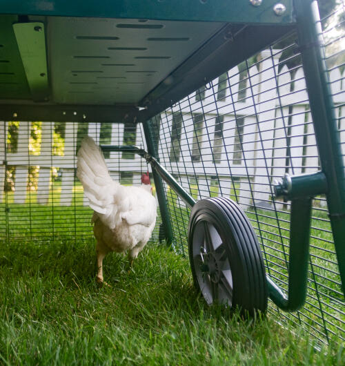 En kylling ved siden af Eglu hjulene, der er fastgjort til løbegården.