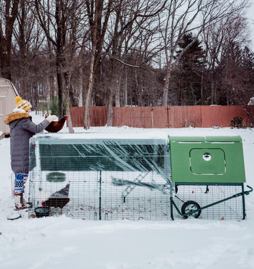En kvinde, der passer sine høns i Snow