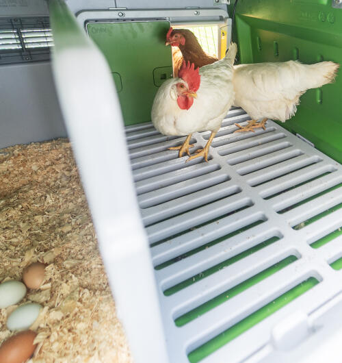 To høns inde i Omlet Eglu Cube hønsegård