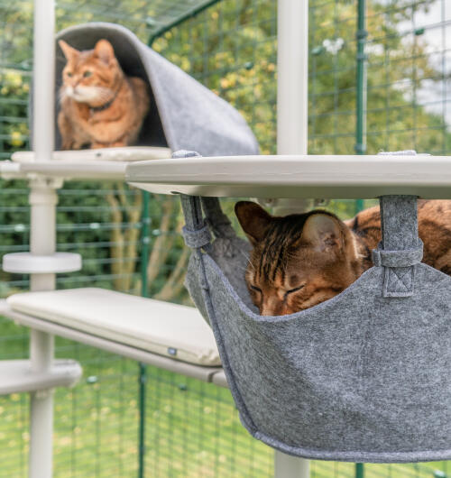 To katte på kattetræet Freestyle - en i en hængekøje og en i en platformhule