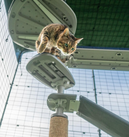 En kat, der klatrer ned ad trappen til det udendørs Freestyle kattetræ.