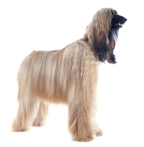 En blond pelset afghansk hund, der står højt