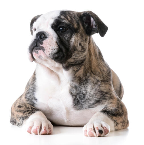 En voksen bulldog, der sidder ned med et glimt i øjet