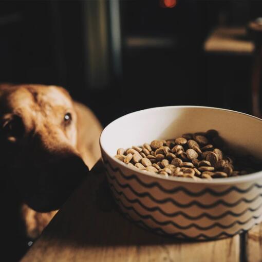 Hund kigger på en madskål med et bølgemønster på den