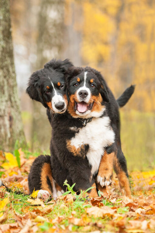 Berner sennen dog 2025