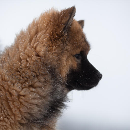 En ung eurasier's vidunderlige tykke pels og spidse ører