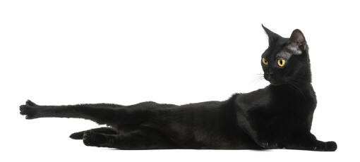 En atletisk bombay-kat, der strækker sig ud på gulvet