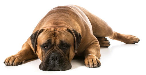 En typisk stilling for en voksen bullmastiff