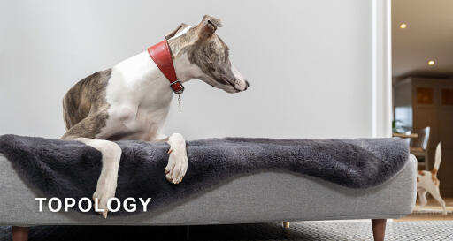 Topology hundeseng af Omlet