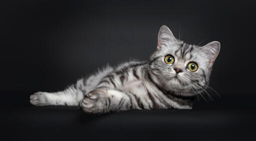 Sød engelsk korthårskat med sølvfarvet tabby kat, der ligger på en mørk baggrund