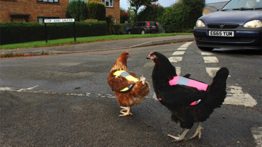 Højvisende kyllinger på vejene