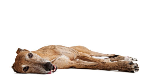 En hvilende greyhound, der nyder sin tid på gulvet