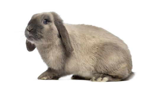 Holland lop kanin på hvid baggrund