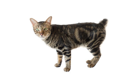 Tabby bobtail kat mod hvid baggrund