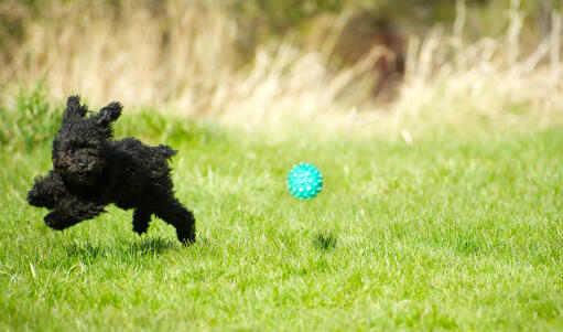 En lille, sort puddel, der springer hen over græsset efter sin bold